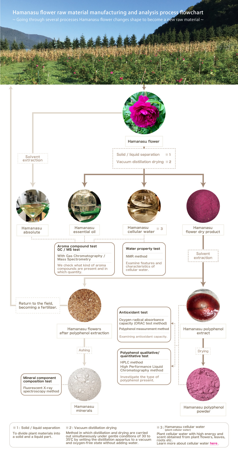 About Hamanasu cellwater