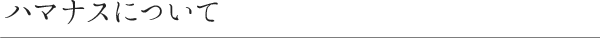 ハマナスについて