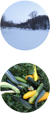 ズッキーニと冬の自社農園のようす